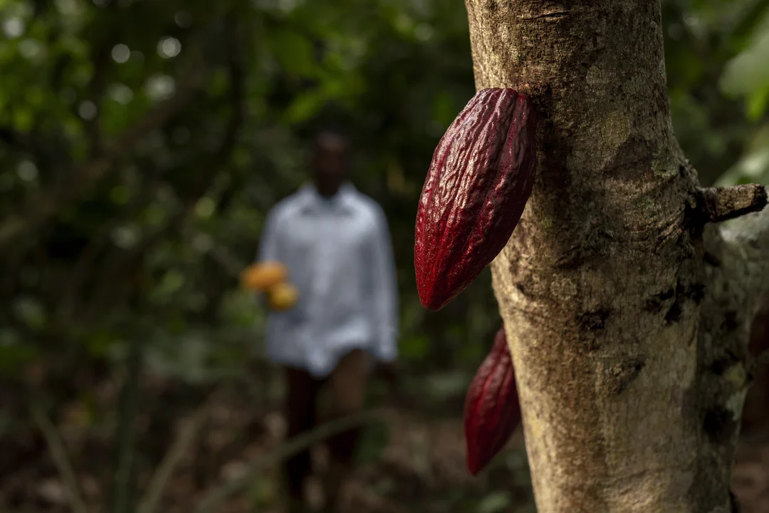 Cocoa prices hit record highs due to global shortages. Explore the impact on chocolate markets, rising costs, and sustainable solutions for the future.